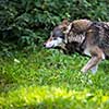 Gray/Eurasian wolf (Canis lupus)