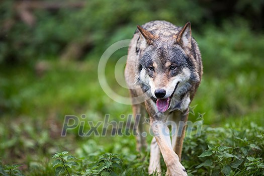 Gray/Eurasian wolf (Canis lupus)