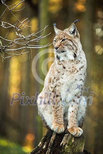 Eurasian Lynx (Lynx lynx) Eurasian Lynx (Lynx lynx)