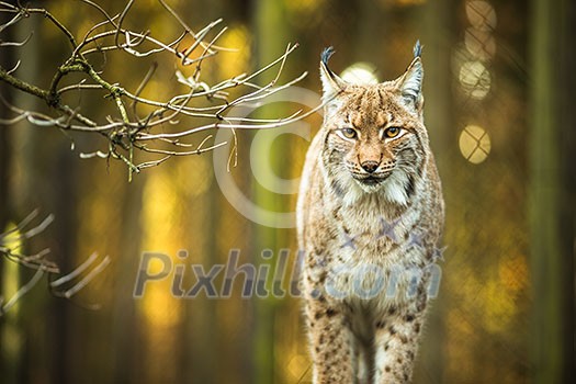 Eurasian Lynx (Lynx lynx) Eurasian Lynx (Lynx lynx)