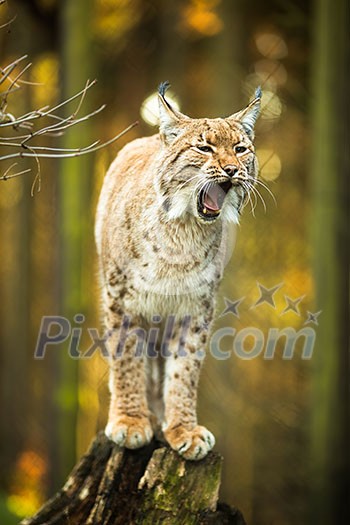 Eurasian Lynx (Lynx lynx) Eurasian Lynx (Lynx lynx)