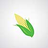 vector corn on the cob 