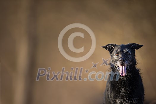 Cute black dog outdoors looking at the camera (with lots of copy space) Cute black dog outdoors looking at the camera (with lots of copy space)