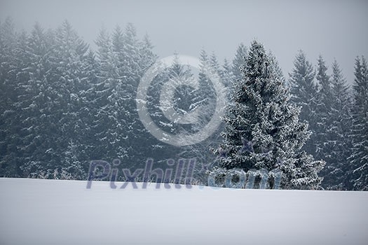 Winter forest - trees covered with snow Winter forest - trees covered with snow