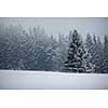 Winter forest - trees covered with snow