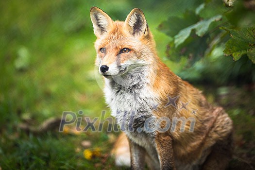 Red Fox (Vulpes vulpes) Red Fox (Vulpes vulpes)
