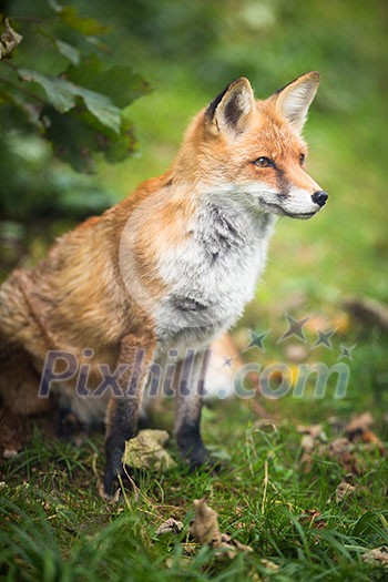 Red Fox (Vulpes vulpes) Red Fox (Vulpes vulpes)