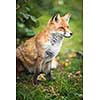 Red Fox (Vulpes vulpes)