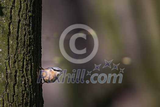 Eurasian nuthatch, wood nuthatch; Sitta europaea Eurasian nuthatch, wood nuthatch; Sitta europaea