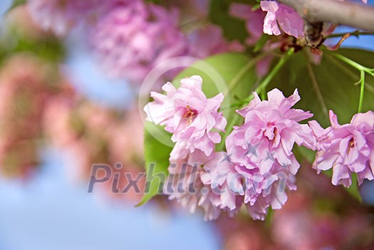 spring blossom of purple sakura against blue sky spring blossom of purple sakura against blue sky