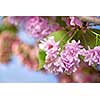 spring blossom of purple sakura against blue sky