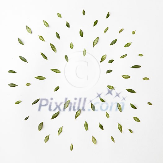 sun of leaves isolated on white, for space text. flat lay. Round frame sun of leaves isolated on white, for space text. flat lay. Round frame