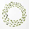 round frame of leaves on a white background, Flat lay