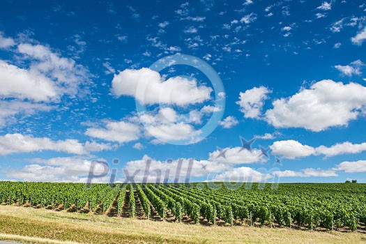 Vineyard landscape under blue sky and clouds, Montagne de Reims, France
