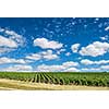 Vineyard landscape under blue sky and clouds, Montagne de Reims, France