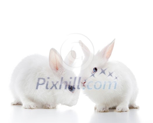 Two white rabbits isolated on a white background Two white rabbits isolated on a white background