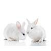 Two white rabbits isolated on a white background