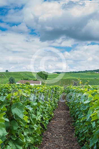 Vineyard landscape of Montagne de Reims, France Vineyard landscape of Montagne de Reims, France