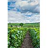 Vineyard landscape of Montagne de Reims, France