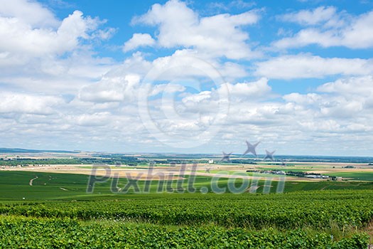 Vineyard landscape under blue sky and clouds, Montagne de Reims, France