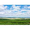 Vineyard landscape under blue sky and clouds, Montagne de Reims, France