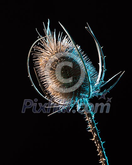 Flower concept. Plant concept. Dry flower isolated on black background alone. Closeup of dry flower without leaves. Flower concept. Plant concept. Dry flower isolated on black background alone. Closeup of dry flower without leaves.