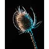 Flower concept. Plant concept. Dry flower isolated on black background alone. Closeup of dry flower without leaves.