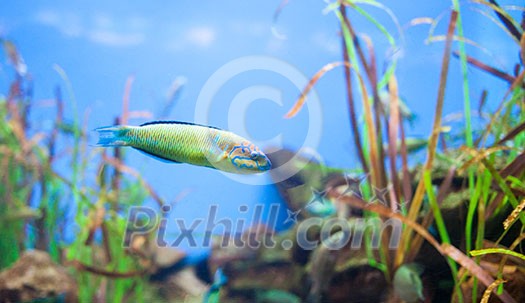 Ornate wrasse Thalassoma pavo Small yellow fish . Spain Ornate wrasse Thalassoma pavo Small yellow fish . Spain