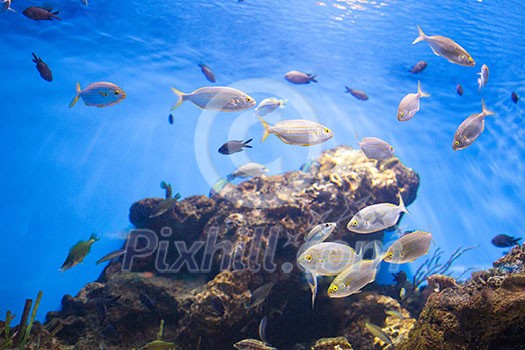 School of Tuna Fish near the sea reef in aquarium School of Tuna Fish near the sea reef in aquarium