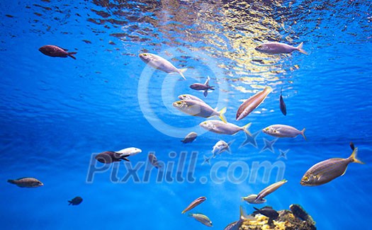 School of Tuna Fish in the Sea. Photo taken in aquarium