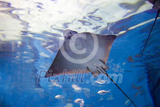 Stingray fishes swimming free in the aquarium Stingray fishes swimming free in the aquarium