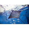 Stingray fishes swimming free in the aquarium