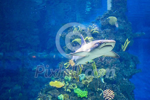 White grey shark in the form of corals in the aquarium White grey shark in the form of corals in the aquarium