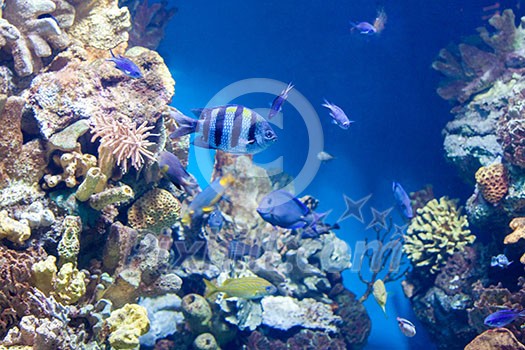 Sergeant major fish and many other fish Sergeant major fish on background of a coral reef Sergeant major fish and many other fish Sergeant major fish on background of a coral reef