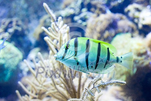 Sergeant major fish on background of a coral reef Sergeant major fish on background of a coral reef