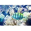 Sergeant major fish on background of a coral reef