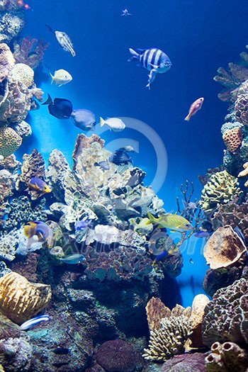 Many various fish on background of a coral reef Many various fish on background of a coral reef