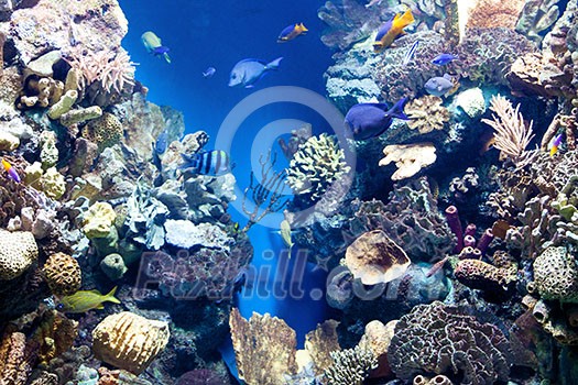 Wonderful and beautiful underwater world with corals and tropical fish. Wonderful and beautiful underwater world with corals and tropical fish.