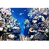 Wonderful and beautiful underwater world with corals and tropical fish.