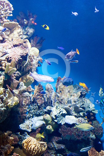 Many various fish on background of a coral reef in aquarium Many various fish on background of a coral reef in aquarium