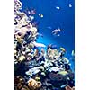 Many various fish on background of a coral reef in aquarium