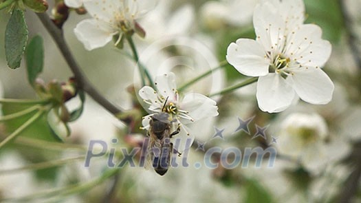 White flowers of the cherry blossoms on a spring day in the park and a bee flies nearby video footage 1080p full HD, slow motion