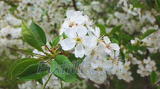 steadicam fly through of White flowers of the cherry blossoms, Slow motion. video footage 1080p full HD steadicam fly through of White flowers of the cherry blossoms, Slow motion. video footage 1080p full HD