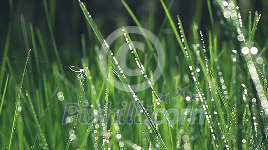 Morning grass with dew in spring morning. Slow motion video footage 1080p full HD Morning grass with dew in spring morning. Slow motion video footage 1080p full HD