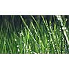 Morning grass with dew in spring morning. Slow motion video footage 1080p full HD