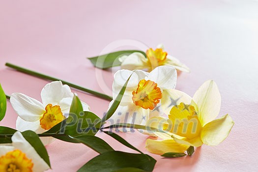 Flowers narcissus on a pink background closeup Flowers narcissus on a pink background closeup