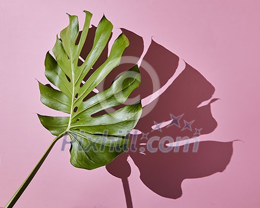 Branches of tropical palm leave are represented on a pink background. To decorate any texture.