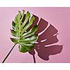Branches of tropical palm leave are represented on a pink background. To decorate any texture.