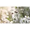 Bees fly to Blossoming Tree. slow motion. video footage 1080p full HD