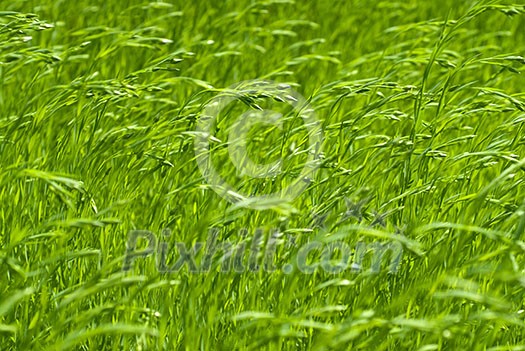 green flax